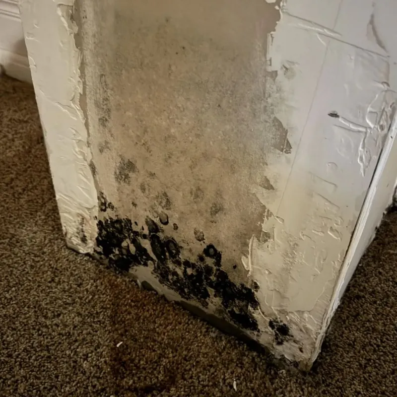 Professional Mold Removal in Shannon, GA